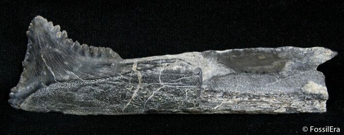 Bizarre Edestus Shark Tooth/Jaw - Carboniferous #2406